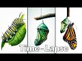 Monarch Butterfly Life Cycle - Time lapse  #greentimelapse #gtl #timelapse