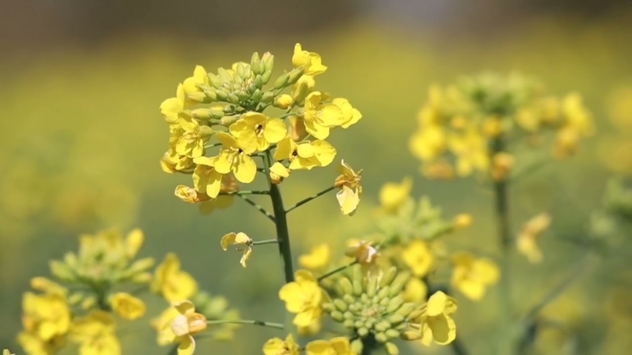 Relaxing endless Music for Meditation|Self Healing|Damage Repair 1. 