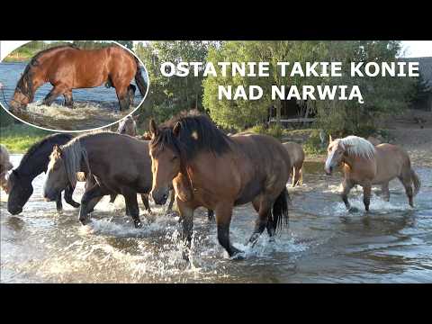 Ostatnie Takie Konie Nad Narwią | Podlaska opowieść