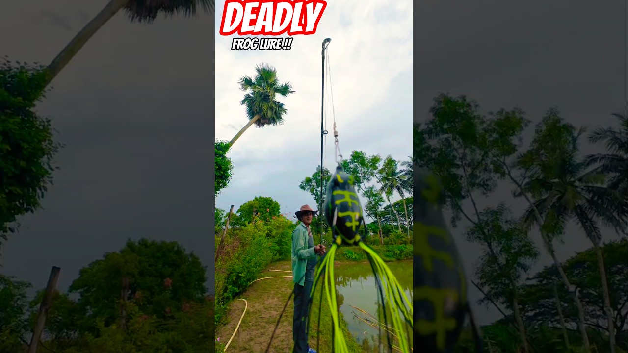 Tiny Frog, Savage Bite! Snakeheads Smash Amazon Predator Lure