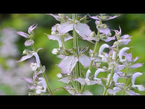 Шалфей мускатный. Как собрать и засушить шалфей?