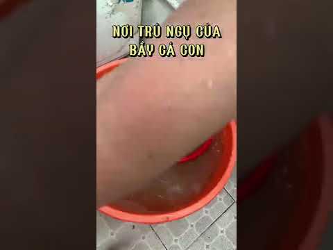 Video Một vật liệu không thể thiếu đối những ai nuôi cá cảnh... - youtube