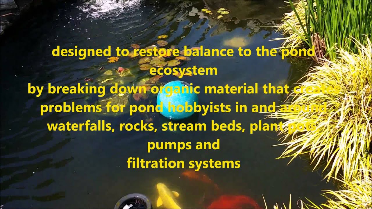 Koi Pond water quality YouTube