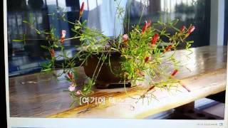 20160422_191956.mp4