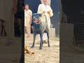 black bully Dog#purequailty #dogbreed #1000subscriber🔔