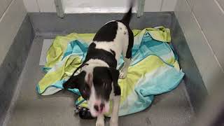 acs A664704
