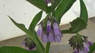 Comfrey Blooms