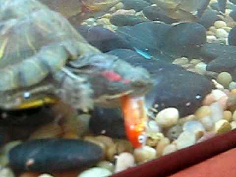 turtle eating goldfish. Fish head tries to swim..CRAZY!! - YouTube