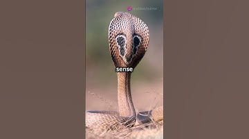 Snake Charmer Secret Revealed! #trendingshorts #facts #trending #truth #animals #snake #snakecharmer