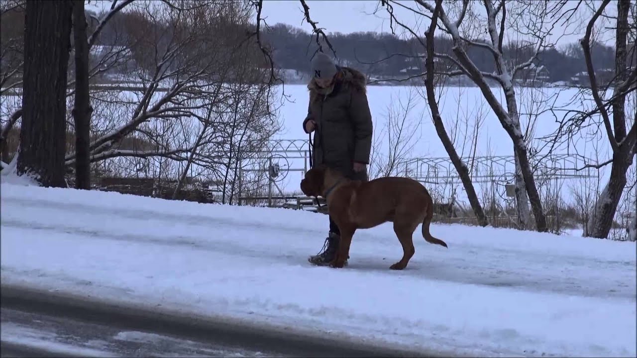 Moose (Dogue de Bordeaux) Boot Camp Dog Training Video