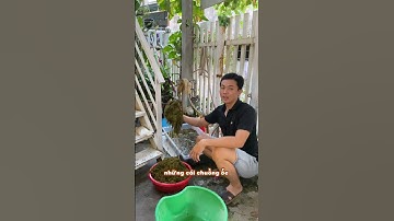 Nuôi ốc mượn hồn bằng nền cát hay nền rêu