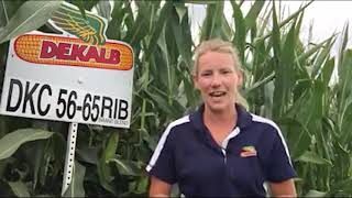 Nicole Stecklein talks about DKC56-65RIB BRAND BLEND.   N.E. Iowa Agronomy.
