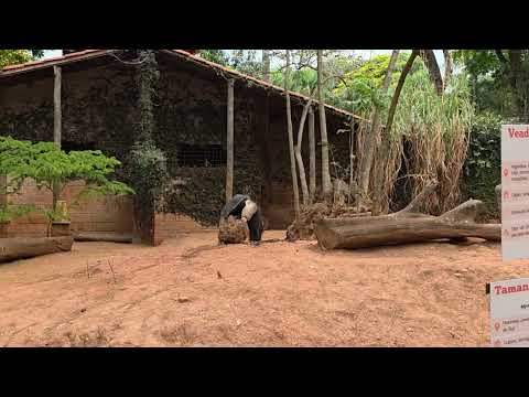 Giant anteater