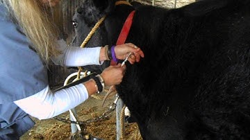 PF Practicum 2 Video of IM Injection in a Cow