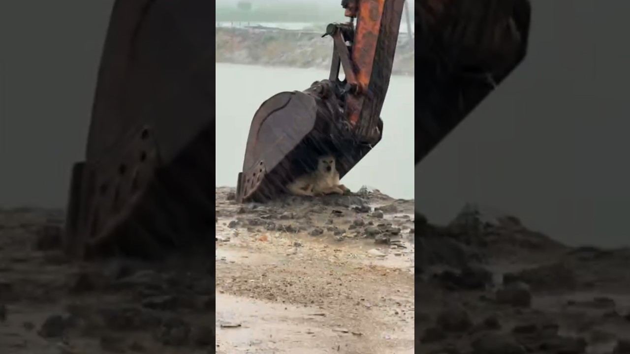 Dog Takes Cover From Rain Under Excavator Bucket