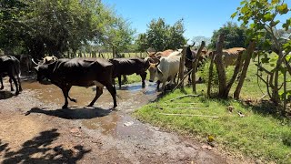 Sacamos Las Vacas Para Llevarlas Para El Corral
