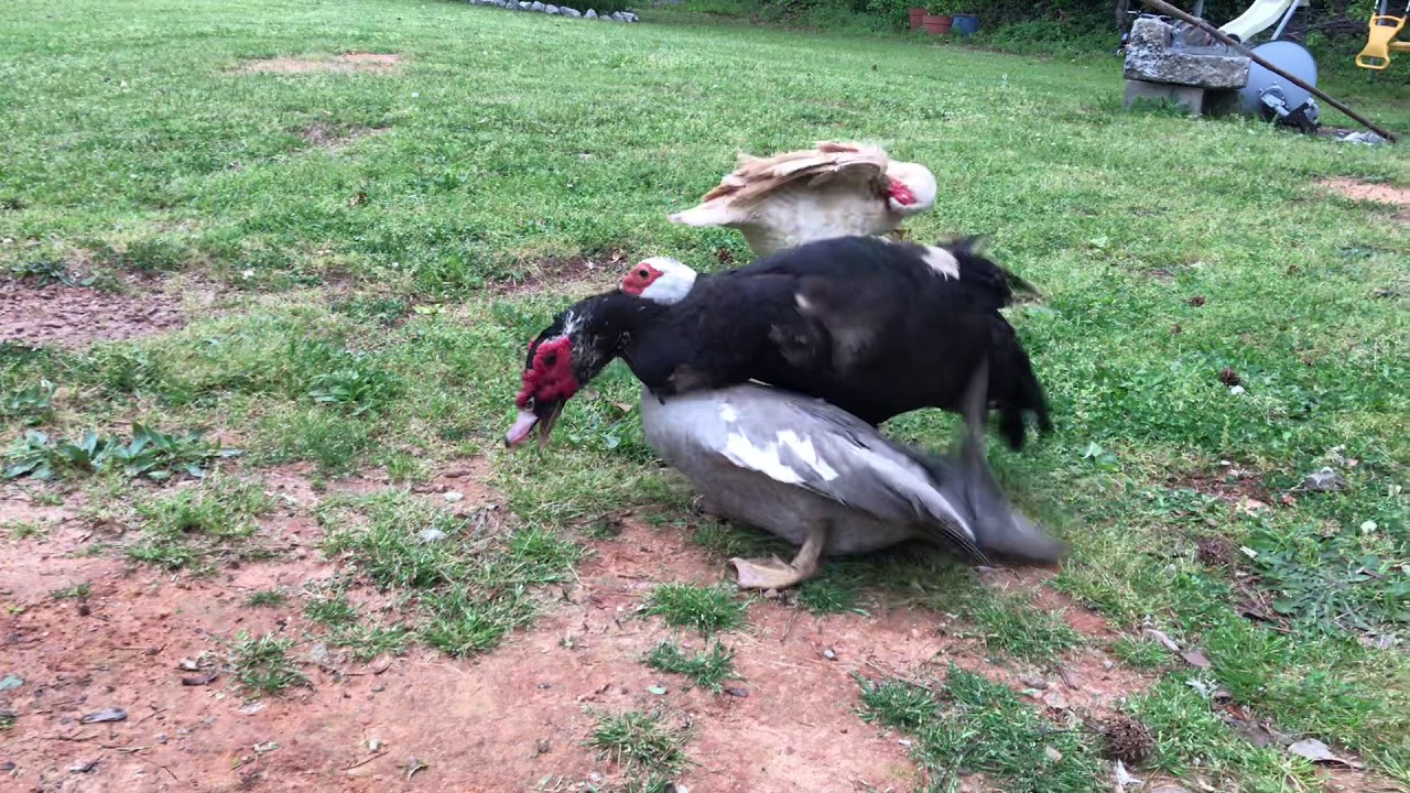 Muscovy Duck Mating Spring 2020 YouTube