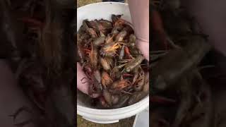How to clean Louisiana crawfish!! #shorts