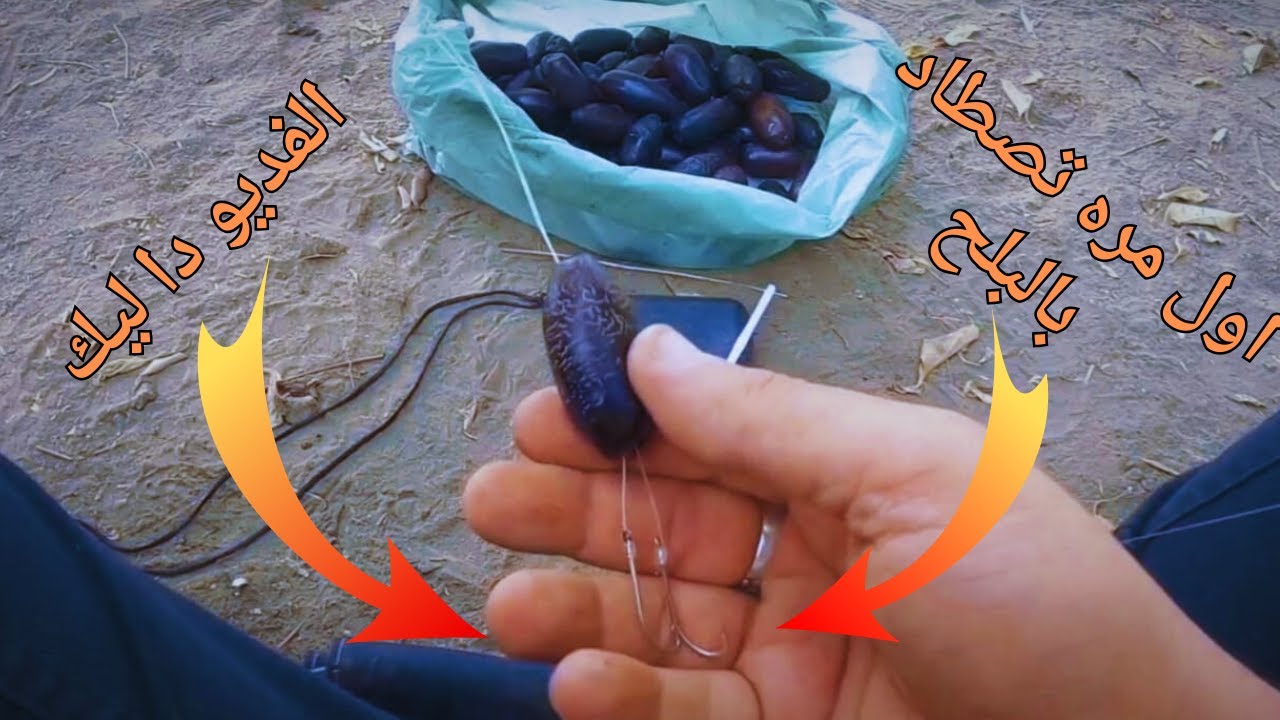 🔴 شرح طريقة صيد القرموط و البنى بالبلح الرطب و العدة المستخدمة و طريقة التطعيم