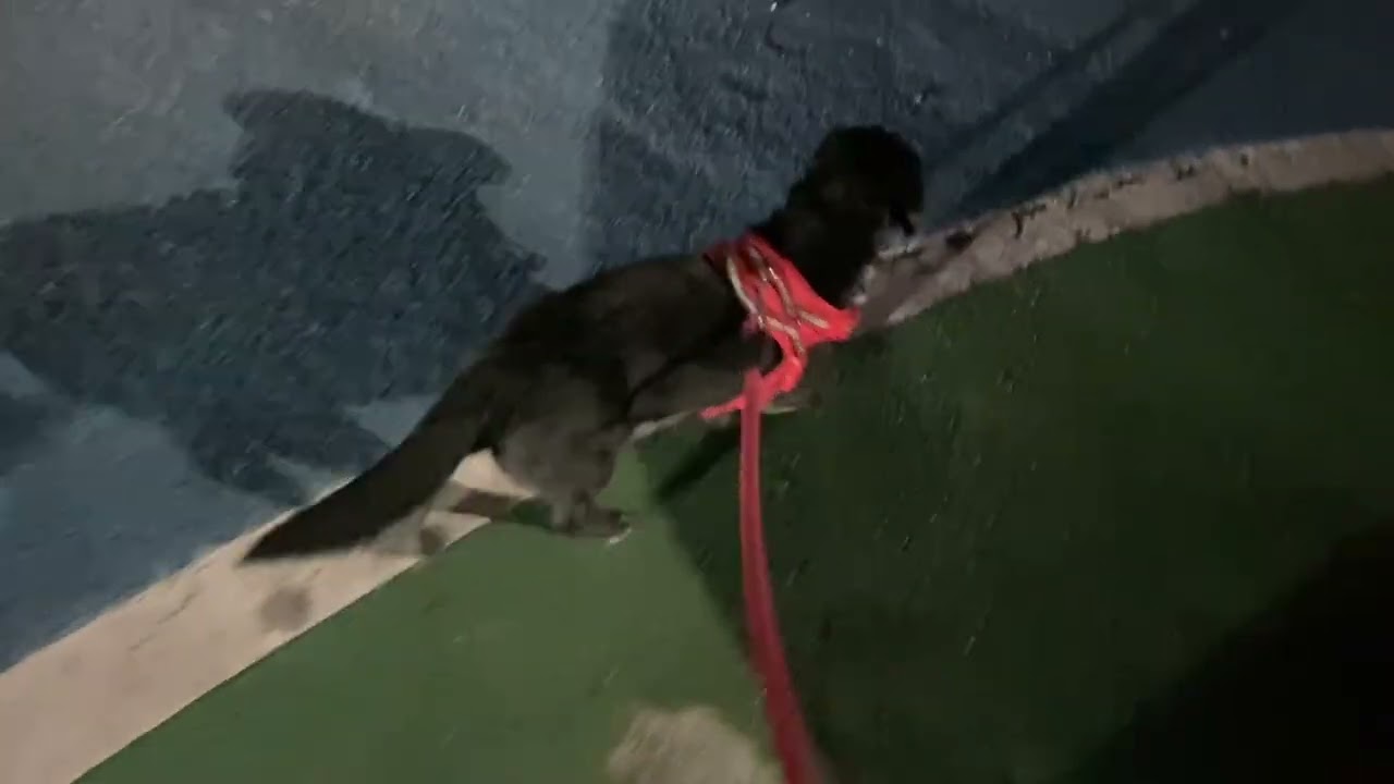 ザックス君の散歩2026年2月20日