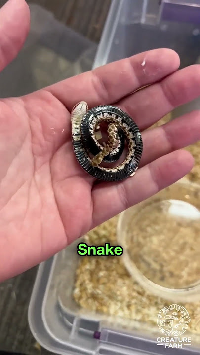 Hognose Snake 😳