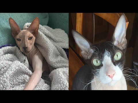 Video: Peterbald (St. Petersburg Sphynx): Beskrivning Av Rasen, Foto, Karaktär Och Innehåll På Katten, Recensioner Av ägarna