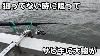 狙ってない時に限ってサビキに大物が