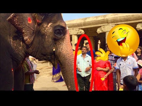 #162-funny-elephant-videos-★-so-cute-★-indian-hampi-lakshmi-refuses-to-give-blessings