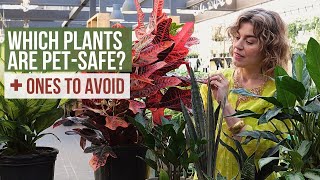 2023 GUIDE to PetFriendly Indoor Plants