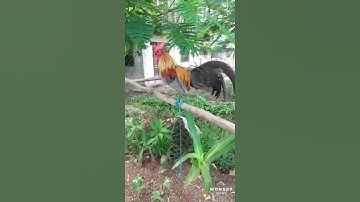 Noob qaib dib tuaj zoo