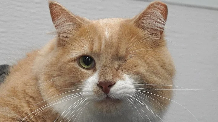 I've been keeping a secret... | Cats first groom