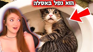 סרטון הכי מצחיק. נסו לא לצחוק - גרסת חתולים