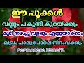 വണ്ണംകുറക്കാൻ ദിവസം 2 പൂവ് മതി| മുടി വളരും ഈ എണ്ണ   |ശരീരം നിറംവക്കാൻ ഈ അത്ഭുതപുഷ്പം മതി |#hibiscus