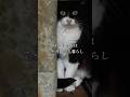 【7ヶ月の留守番】帰らぬ飼い主を待ち続けた15歳の猫を、緊急保護することに #保護猫 #猫