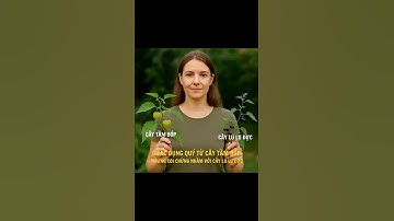 Tầm bóp – Vị thuốc quý dễ nhầm với cây độc!         #duoclieu #shortvideo