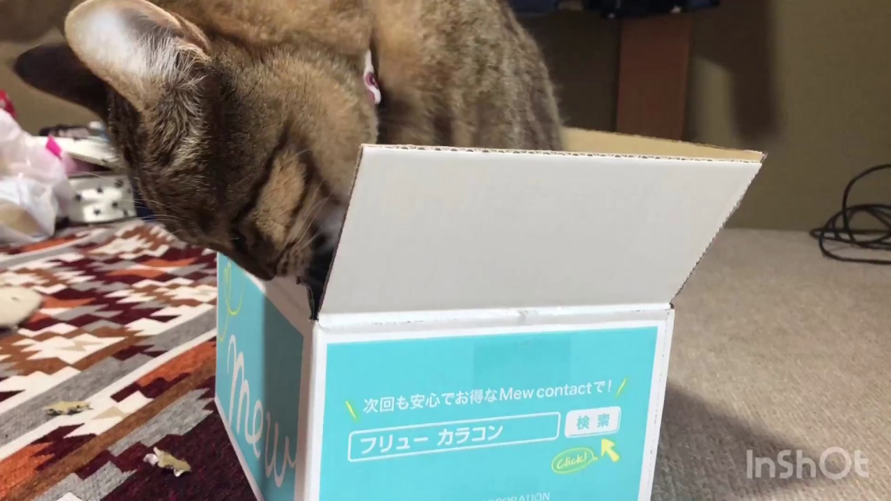 段ボールをかじる猫 Cat Biting Cardboard Box Like Mouse Youtube