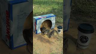 Fantastic Unique Quail Trap Using Cardboard Box #youtubeshorts #shorts