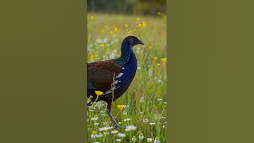 Amazing Bird Songs of Tasmanian Native‑hen Striding through Daisy and Buttercup Meadow 🌼🐓🌱