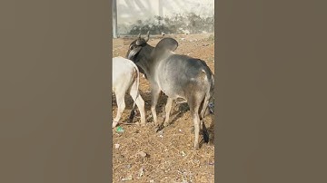 Bull Meeting - Bull Meeting with Cow #viral #viralvideo #usa #bull #bullcow #animals