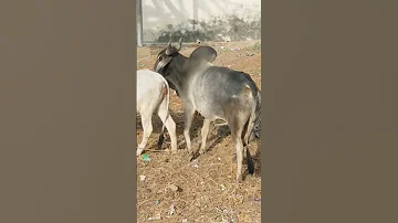 Bull Meeting Bull Meeting With Cow Viral Viralvideo Usa Bull Bullcow Animals 