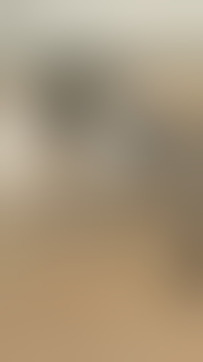 Bull Meeting - Bull Meeting with Cow #viral #viralvideo #usa #bull #bullcow #animals