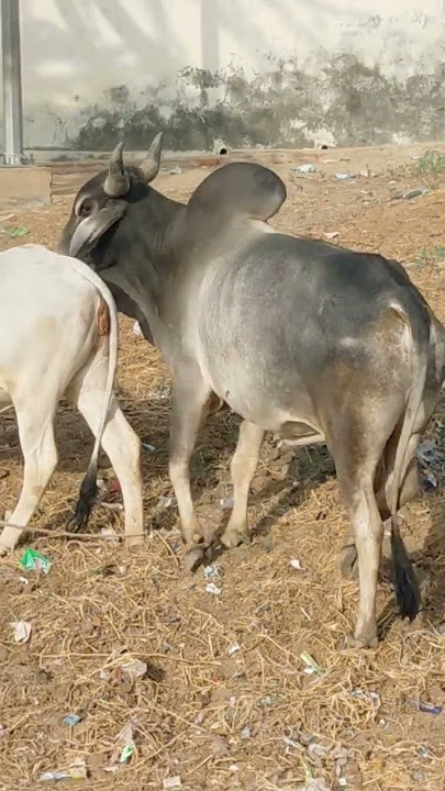 Bull Meeting - Bull Meeting with Cow #viral #viralvideo #usa #bull #bullcow #animals