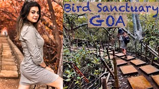 Dr Salim Ali Bird Sanctuary Goa Ferry Ride In Goa River Do Early Morning Walk With Mangrove Tree