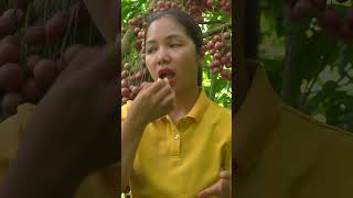 Harvesting 1000+ Massive Deep Yellow Langsats: From Farm To Market 🚜🟡 #Shorts