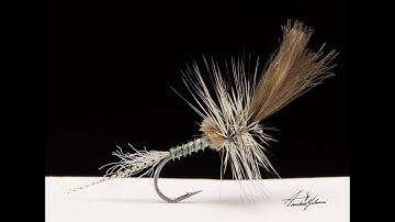 Callibaetis Cripple by Renè Harrop