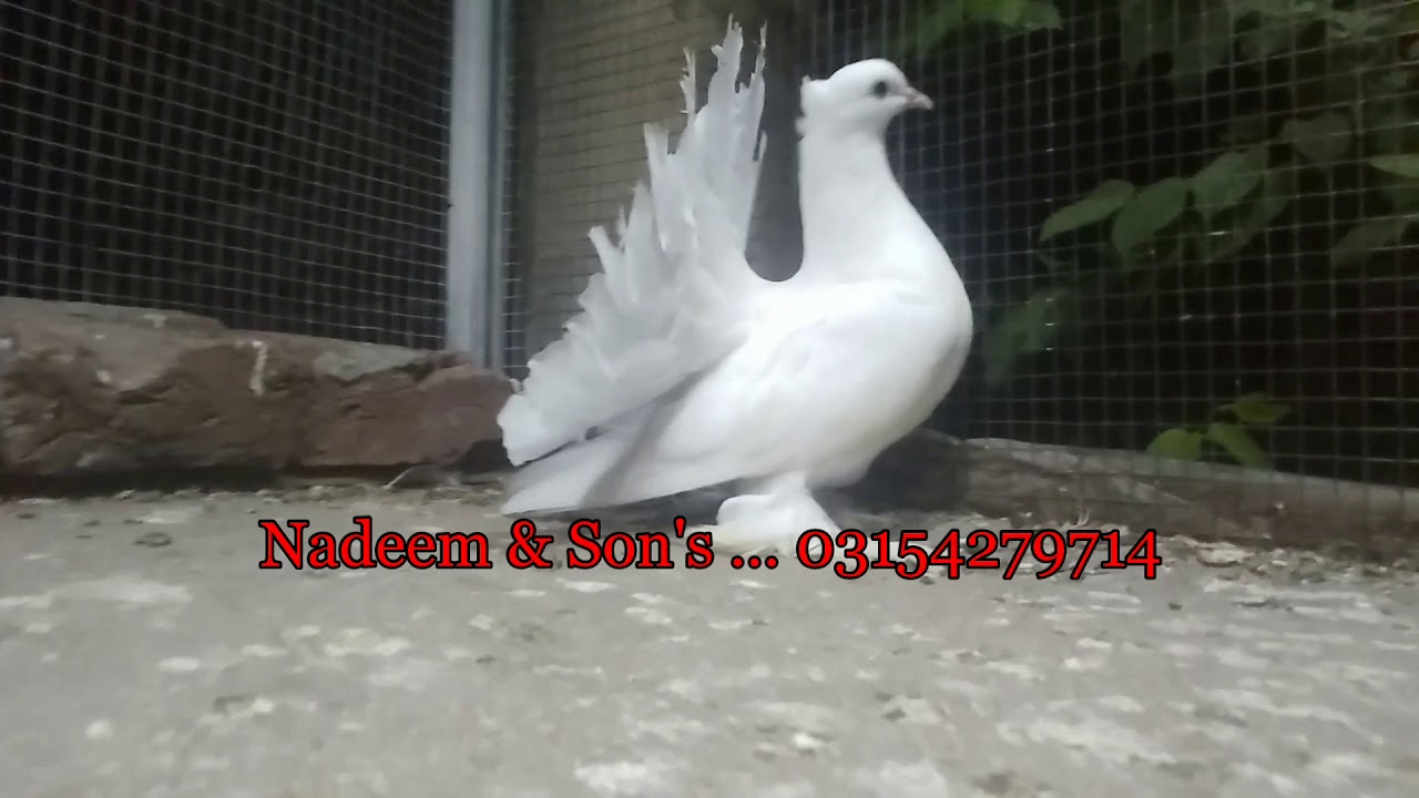 Pure White High Quality Indian Fantail Standard Quality Balanced Fantail Youtube
