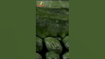 "Bitter Gourd" |Macro Zoom |Close shots |Zoom in Shots |Macro Shots 🥒