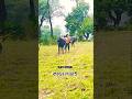 কাড়া লড়াই ভিডিও Kara Lorai Video #viral