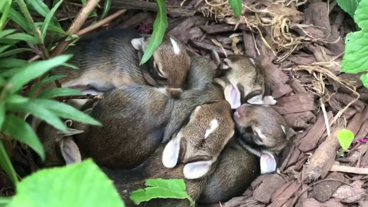 Baby Bunny Cam: July 8, 2020 - YouTube
