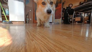 Corgi Home Alone by Sid Woodstock 1,829 views 1 year ago 3 minutes, 48 seconds